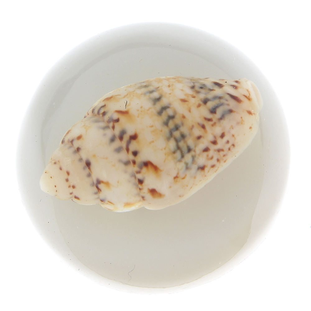 20mm conch resin snap button